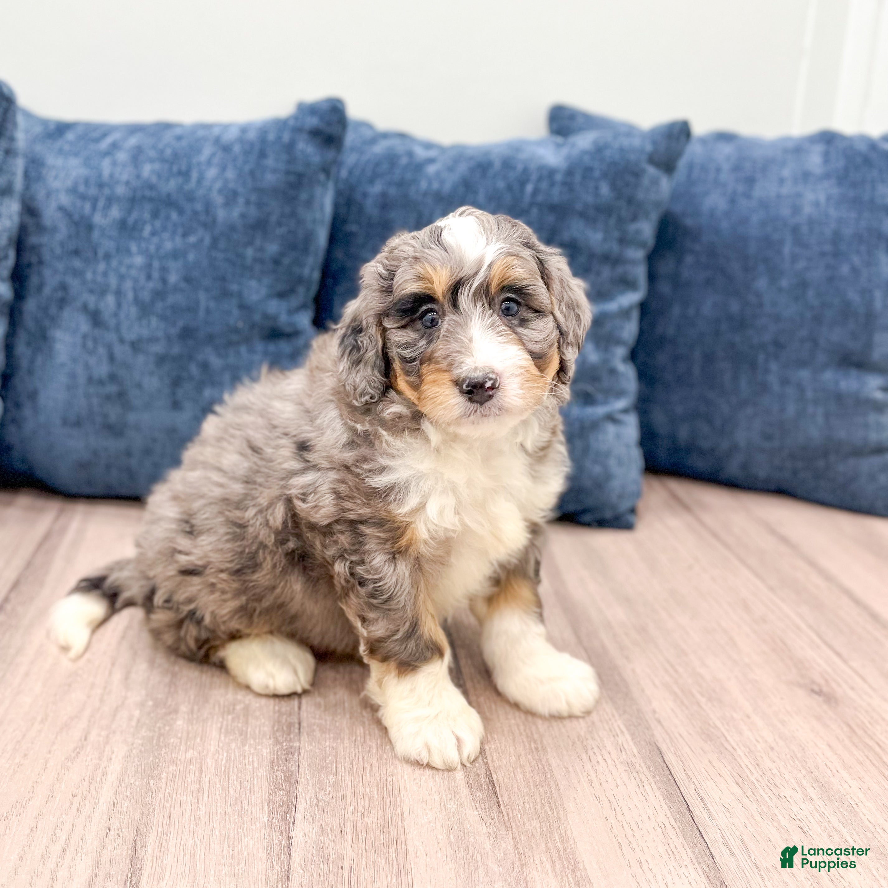 Mini Bernedoodle dogs Rocket - Ad 17