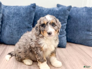 Mini Bernedoodle dogs Rocket - Ad 31