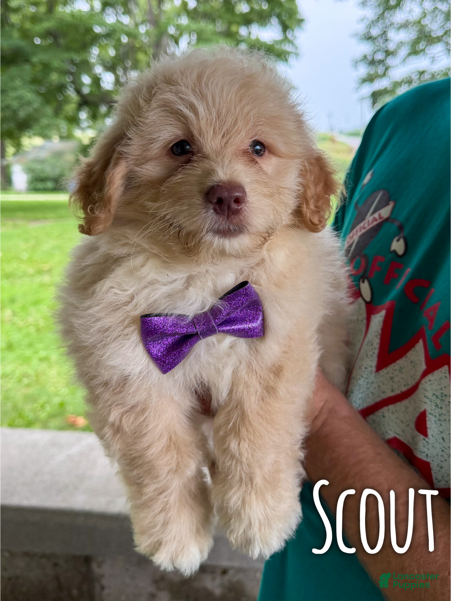Mini Aussiedoodle dogs Scout - Micro Mini F1b - Ad 30
