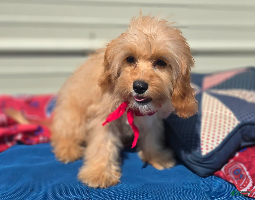 Cavapoo dogs for sale: Miles - Ad 2