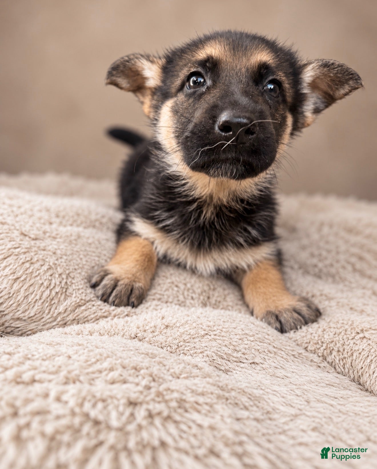 German Shepherd dogs German Shepherd Female 2  - Ad 42
