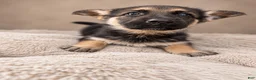German Shepherd dogs for sale: German Shepherd Female 2  - Ad 1