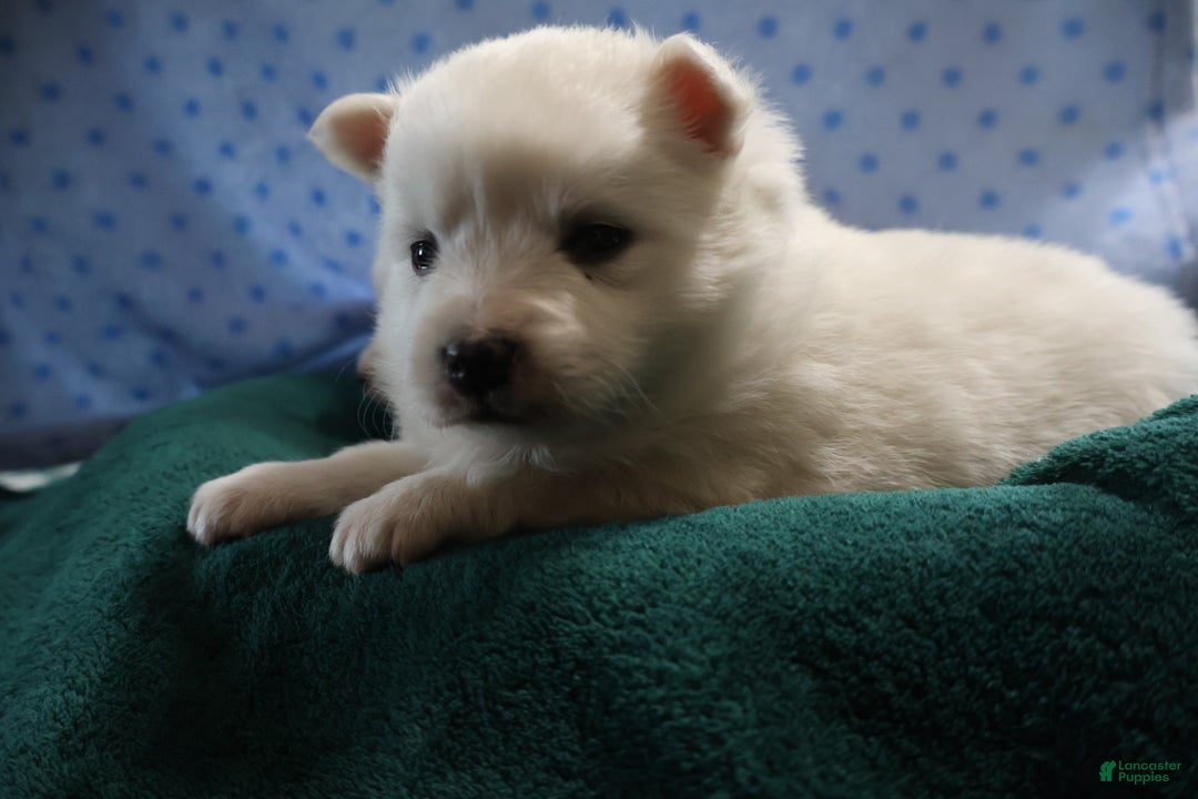American Eskimo dogs for sale: Dimples - Ad 2