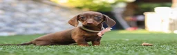 Miniature Dachshund dogs for sale: Ana - Ad 4