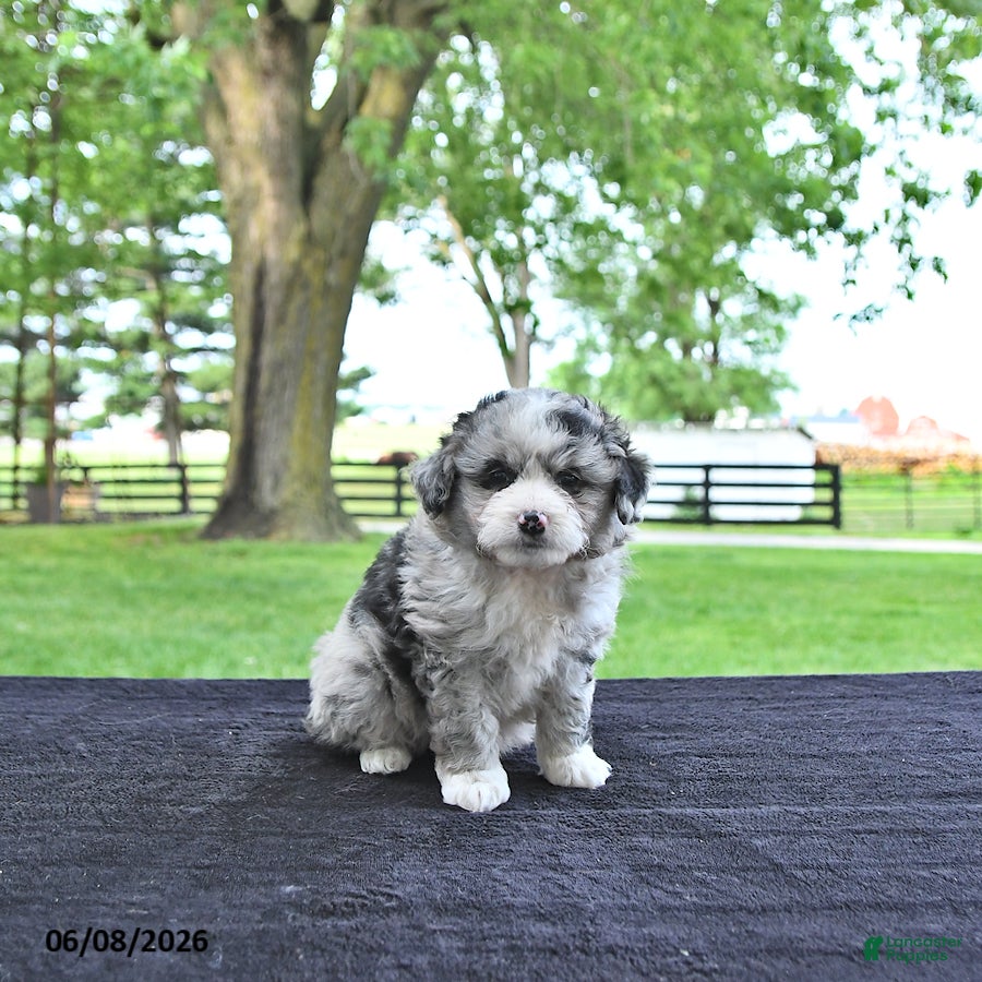 Mini Aussiedoodle dogs Travis - Ad 1