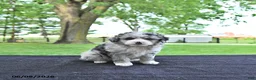 Mini Aussiedoodle dogs for sale: Travis - Ad 1