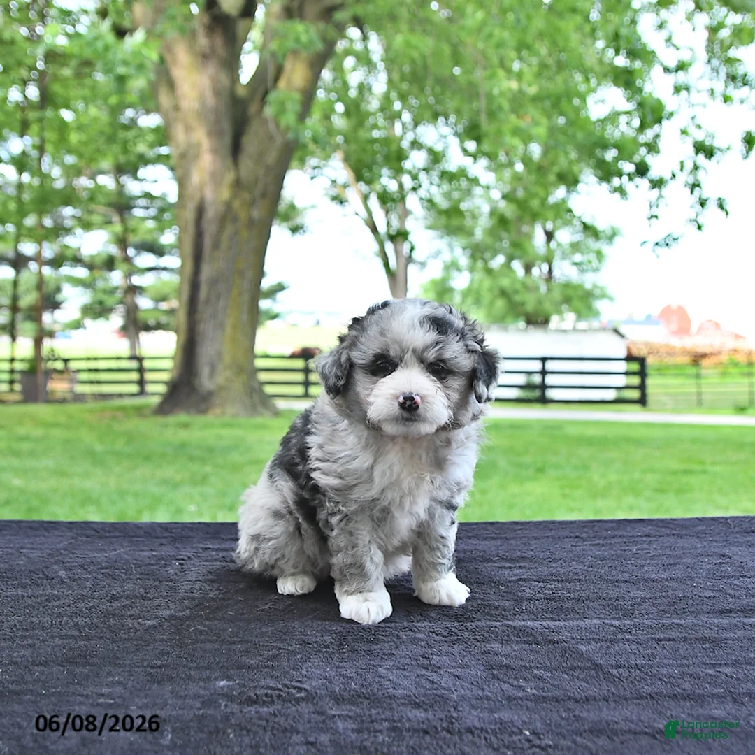 Mini Aussiedoodle dogs for sale: Travis - Ad 1