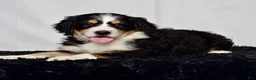 Bernedoodle dogs for sale: Ms. Harper - Ad 5