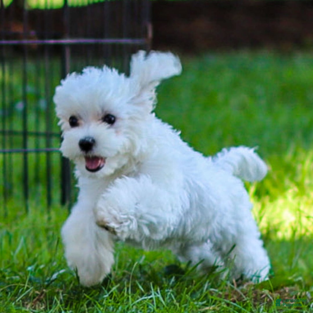 Maltese dogs for sale: Reign - Ad 5