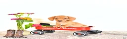 Miniature Dachshund dogs for sale: Casey - Ad 3