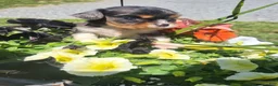 Cavalier King Charles Spaniel dogs for sale: Cavalier King Charles Spaniel Puppy 1 - Ad 4