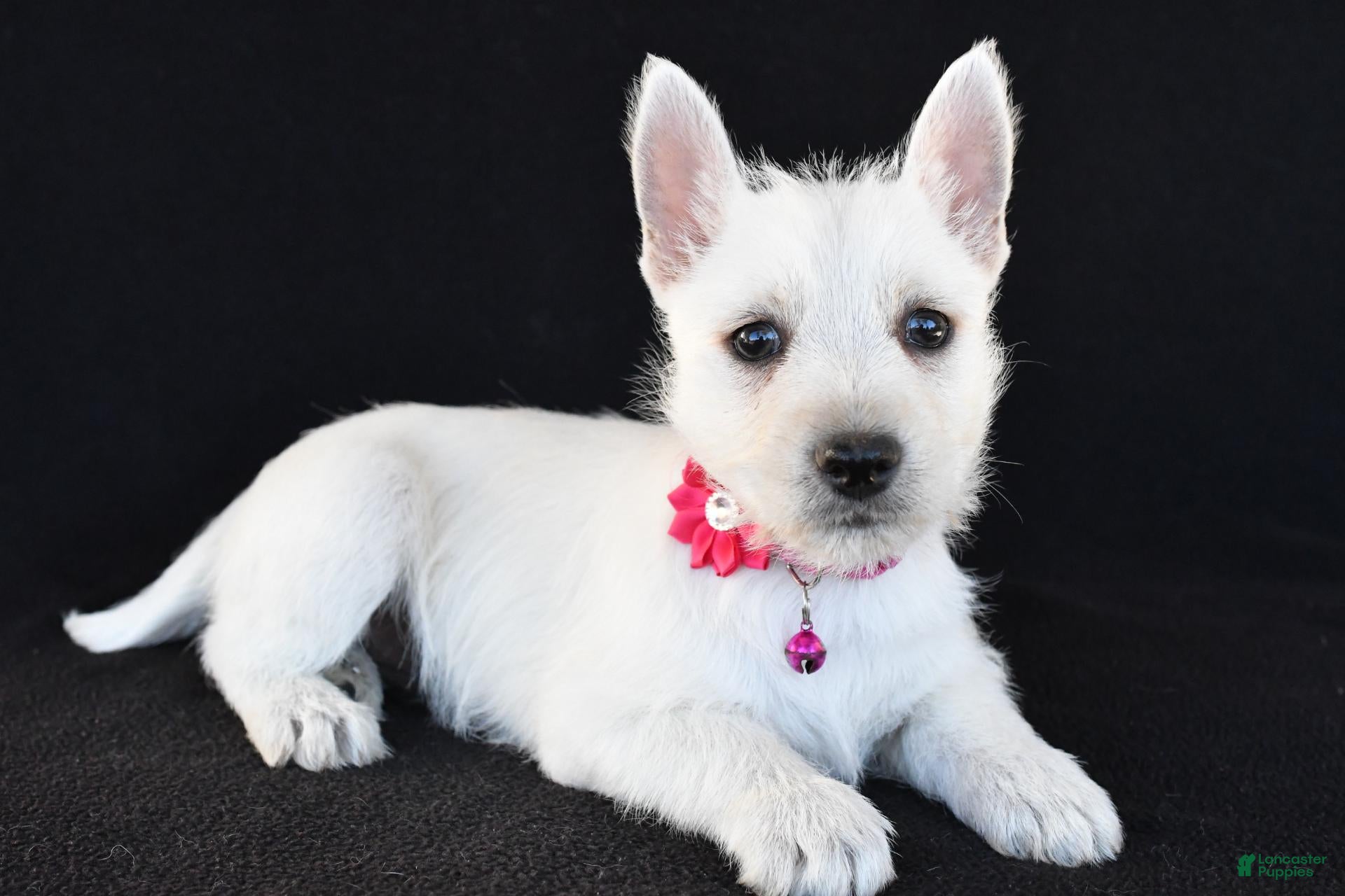 West Highland Terrier dogs for sale: Kenzie - Ad 1