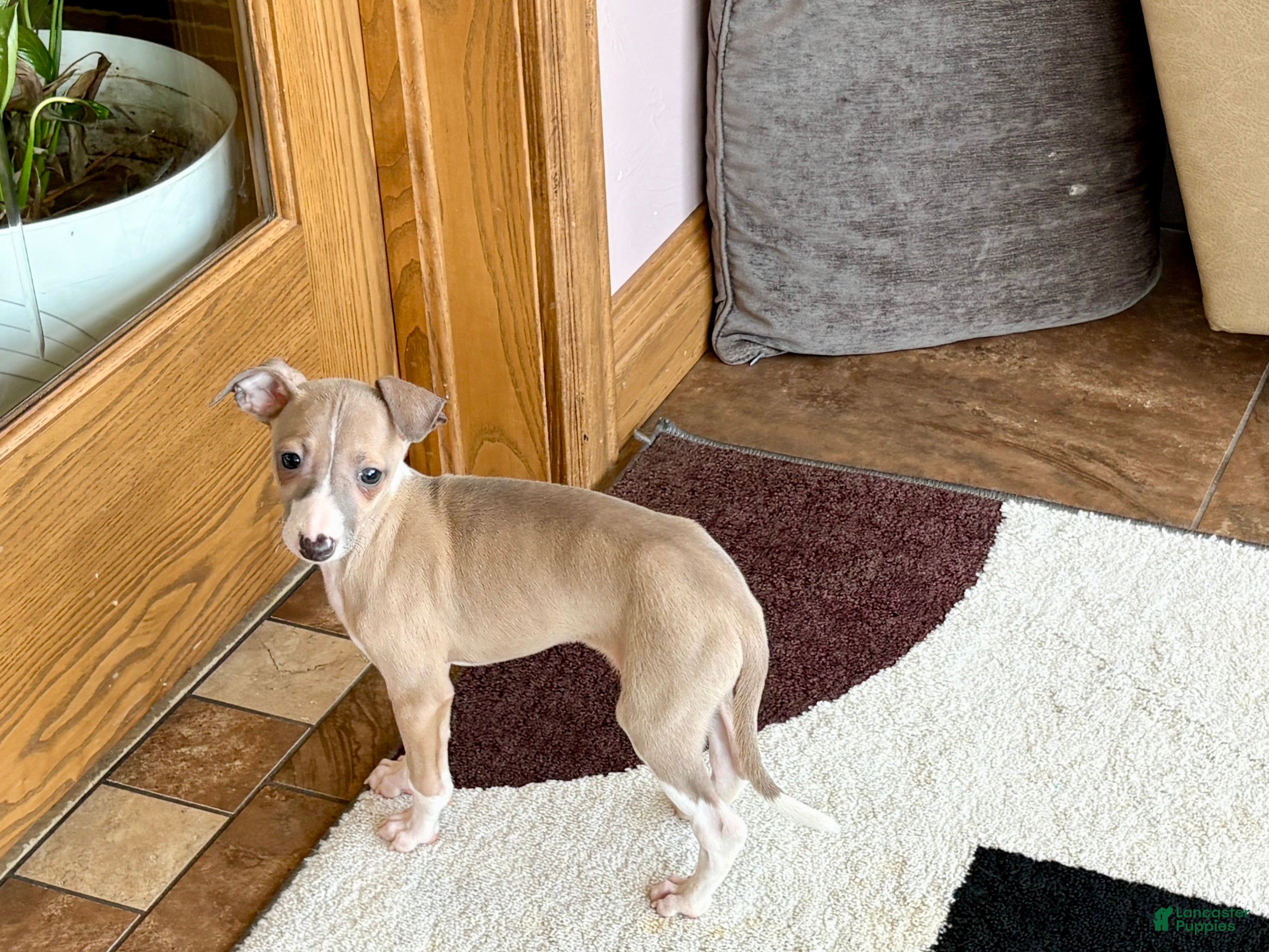 Italian Greyhound dogs Male fawn Italian Greyhound Puppy 2 - Ad 2