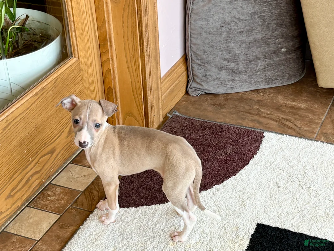 Italian Greyhound dogs for sale: Male fawn Italian Greyhound Puppy 2 - Ad 2