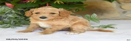 Mini Goldendoodle dogs for sale: Rocco - Ad 4