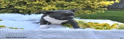 Boston Terrier dogs for sale: Beau - Ad 5