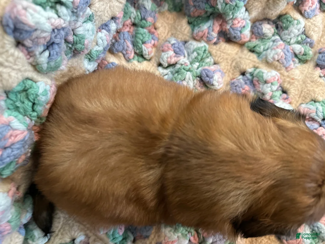 Shih Tzu dogs for sale: Shih Tzu 3 - Ad 2