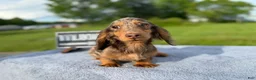 Miniature Dachshund dogs for sale: AKC Russian Ch line - Ad 4
