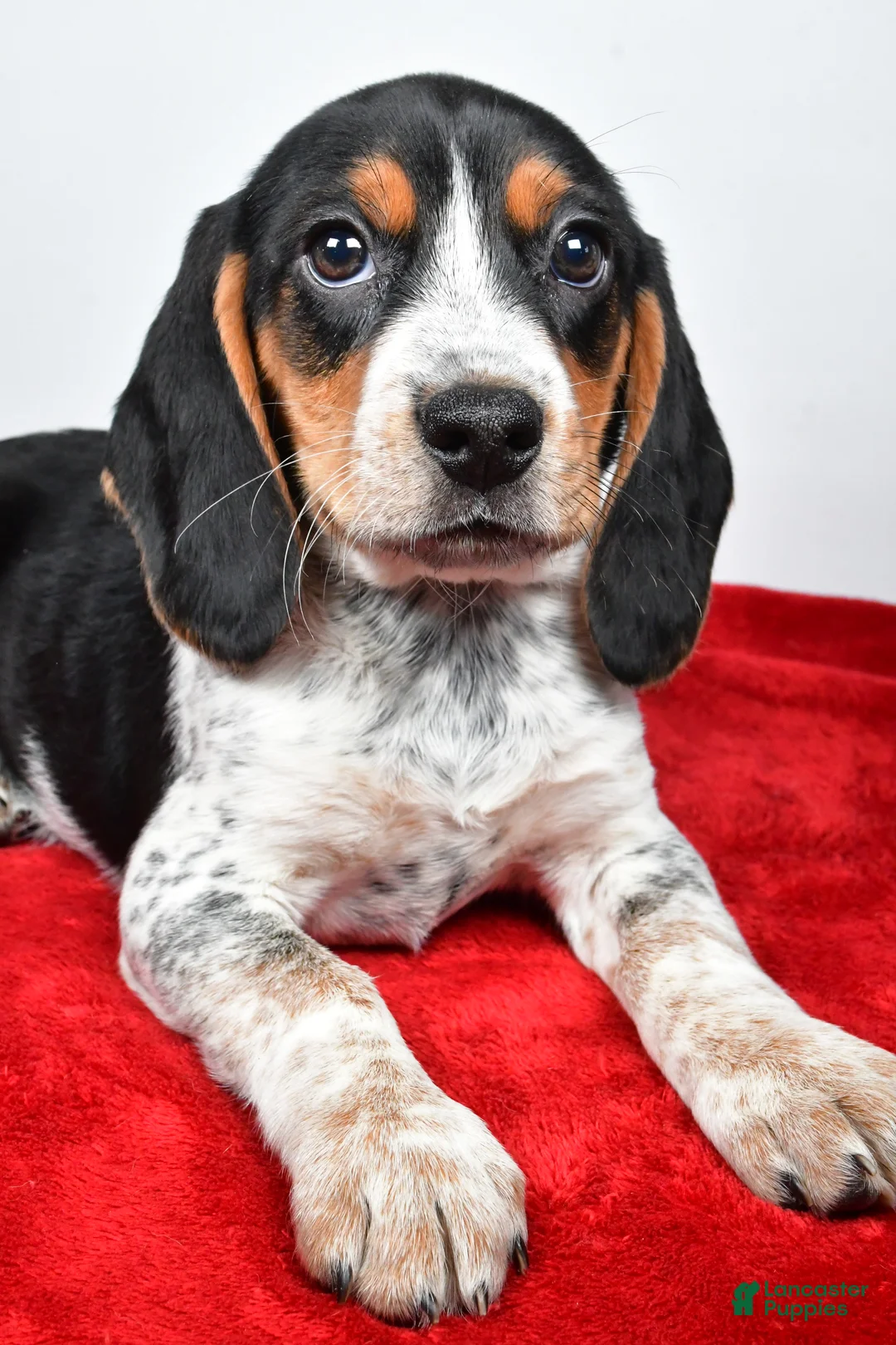 Beagle dogs for sale: Regina - Ad 6