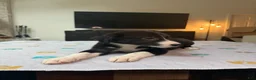 Border Collie dogs for sale: Paddy - Ad 5