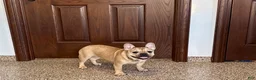 French Bulldog dogs for sale: Sandy - Ad 3