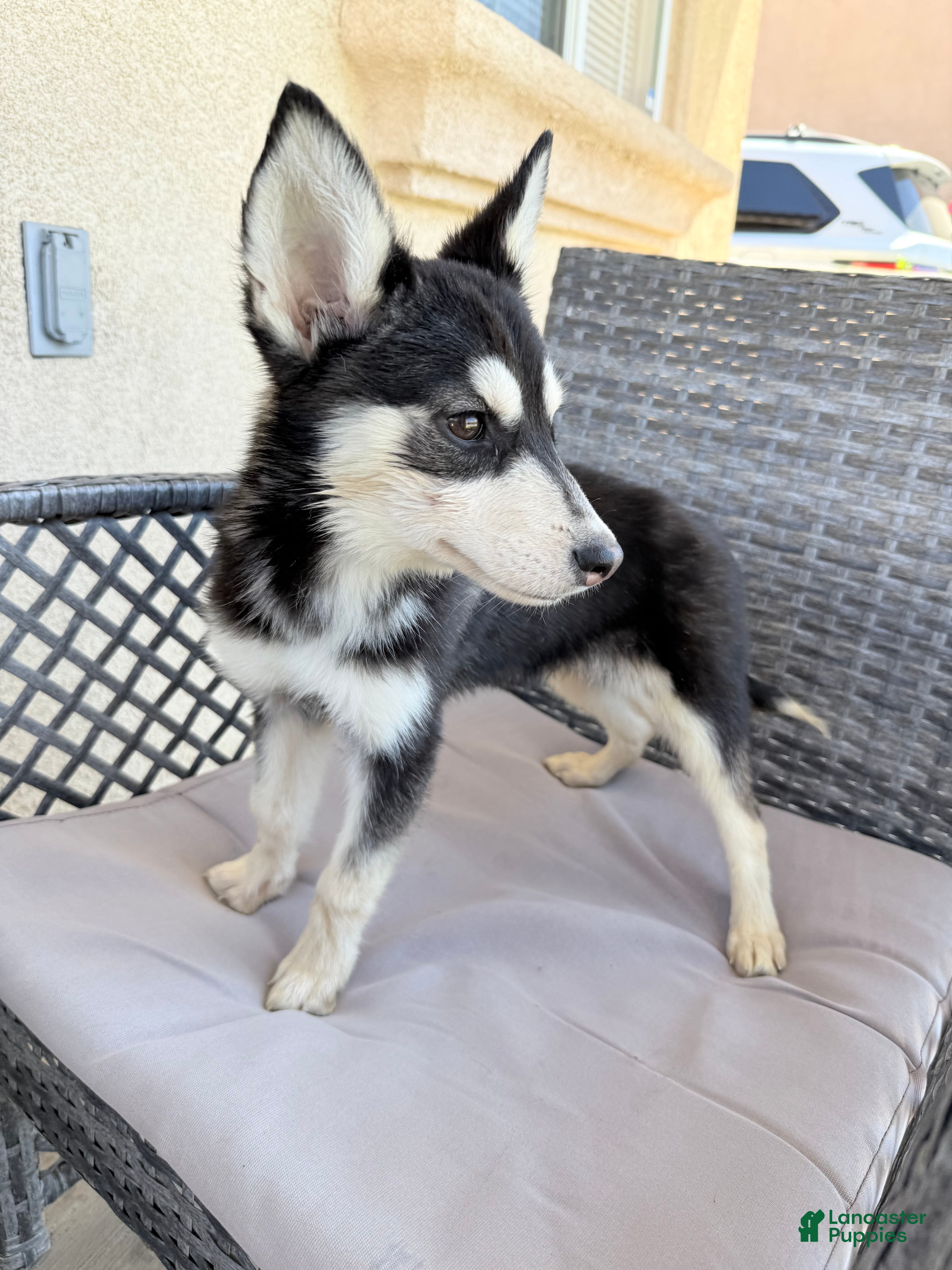 Pitsky dogs Pitsky 5 - Ad 3