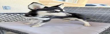 Pitsky 5