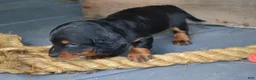 Dachshund dogs for sale: Tucker - Ad 4