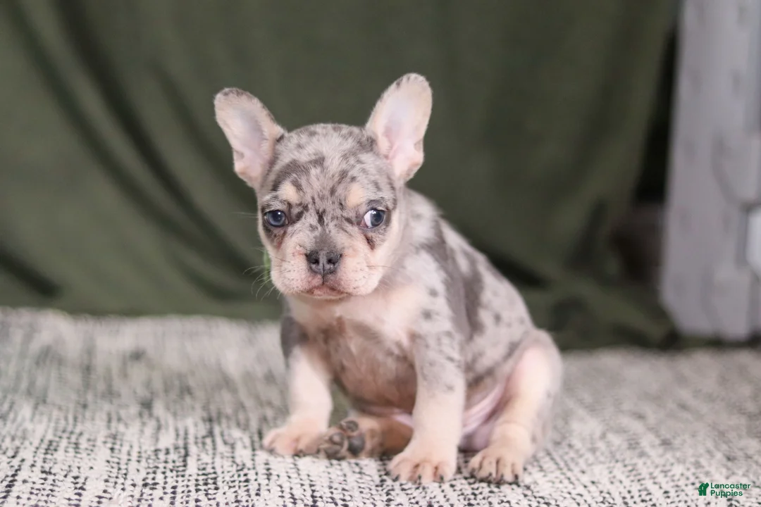 French Bulldog dogs for sale: Bently - Ad 1