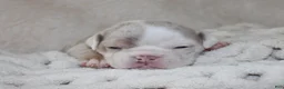 English Bulldog dogs for sale: Hattie - Ad 7