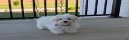 Maltese dogs for sale: Gus 7 lbs Full Grown - Ad 5