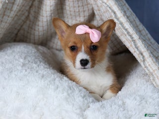 Welsh Corgi Pembroke dogs Amber - Ad 29