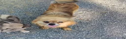 Pomchi dogs for sale: Kit kat - Ad 7