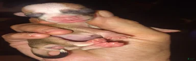 Chihuahua 4