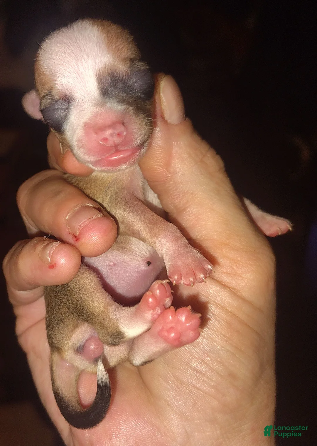 Chihuahua dogs for sale: Chihuahua 4 - Ad 1