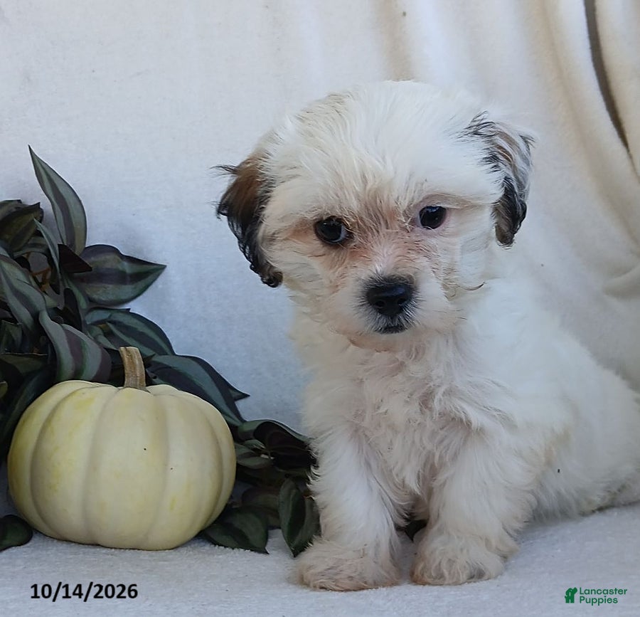 Teddy Bear dogs Kelsey - Ad 1