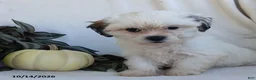 Teddy Bear dogs for sale: Kelsey - Ad 1