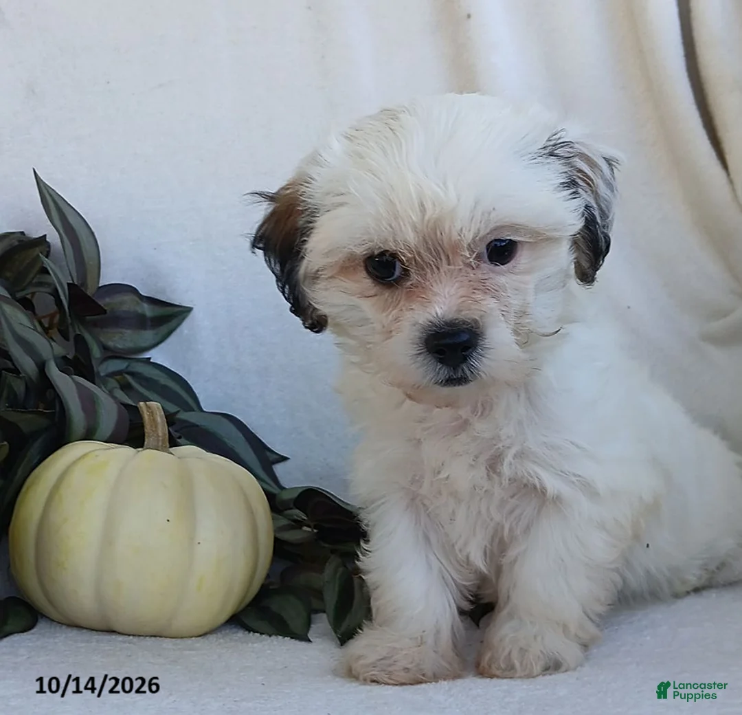 Teddy Bear dogs for sale: Kelsey - Ad 1