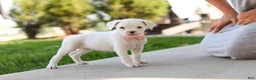Boxer dogs for sale: Lexie - Ad 7