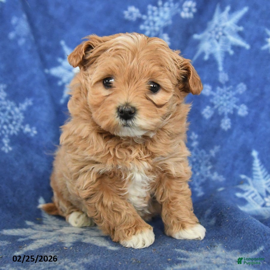 Maltipoo dogs Gwendolyn - Ad 2