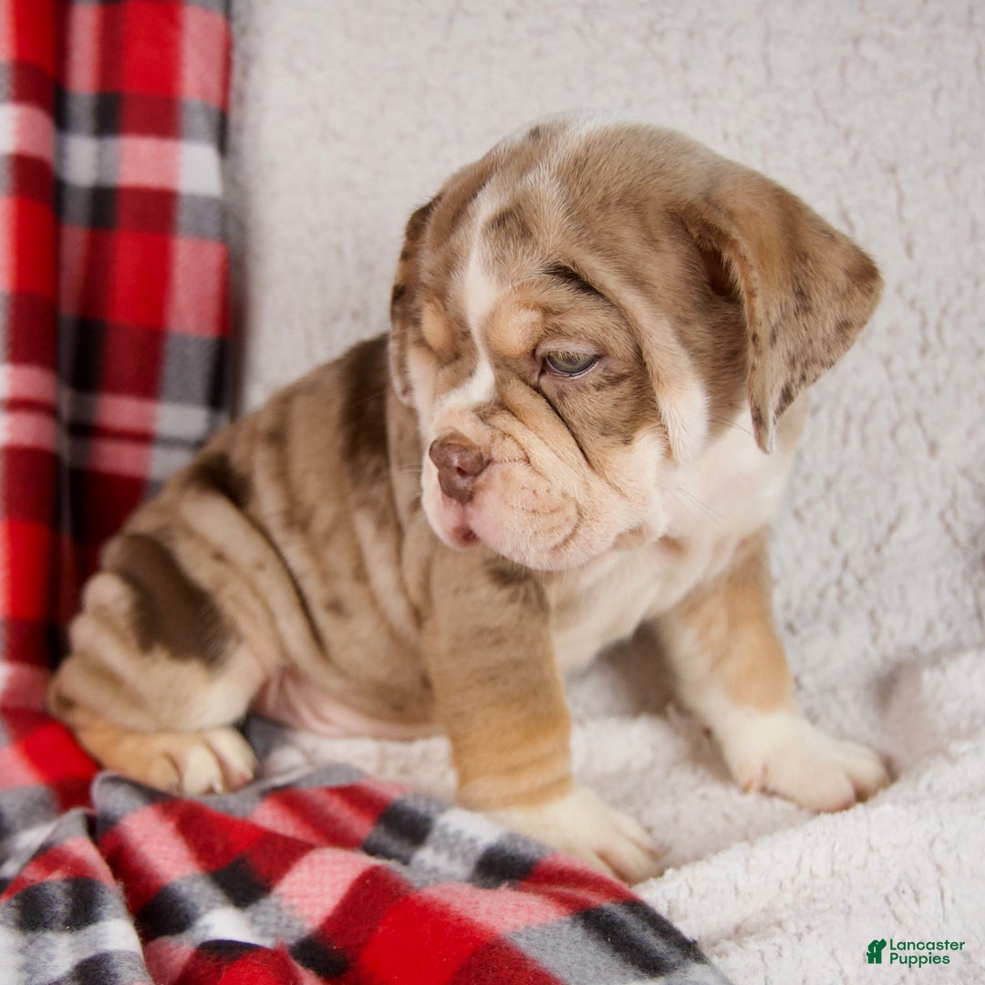 Mixed Breed dogs for sale: Hunter - Ad 4