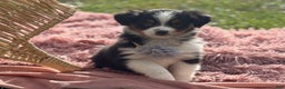 Miniature Australian Shepherd dogs for sale: Tango - Ad 18