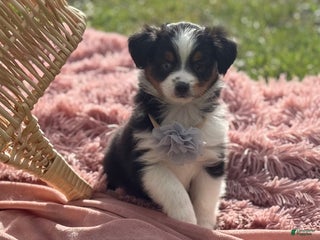 Miniature Australian Shepherd dogs - Ad 1