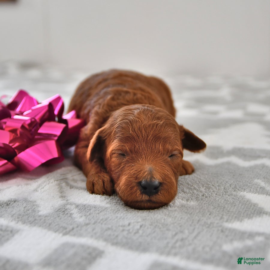Mini Goldendoodle dogs Chloe - Ad 30