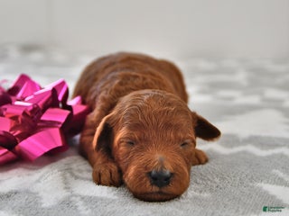 Mini Goldendoodle dogs Chloe - Ad 23