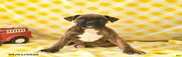 Boxer dogs for sale: Kirsten  - Ad 4