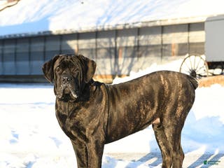 Cane Corso dogs Rockford - Ad 7