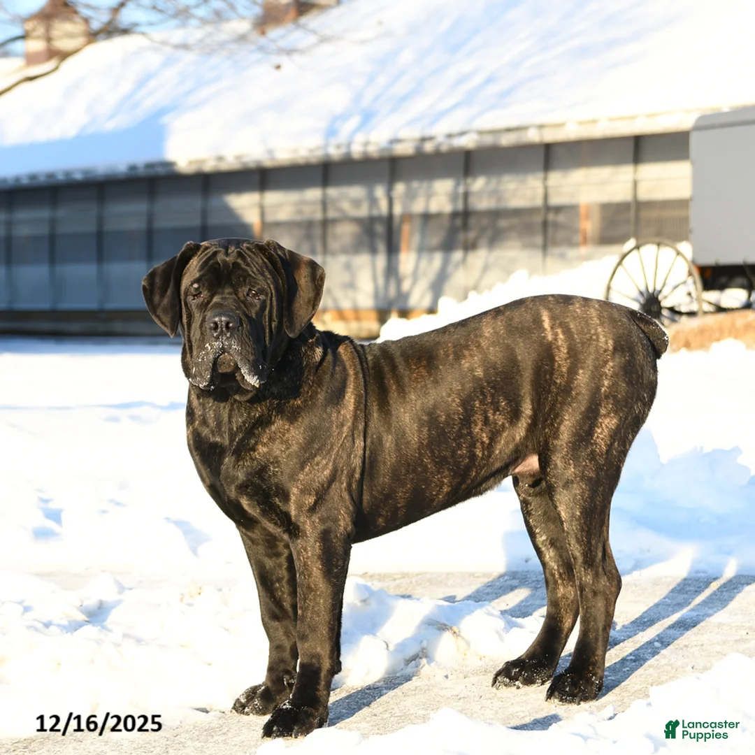 Cane Corso dogs for sale: Rockford - Ad 2
