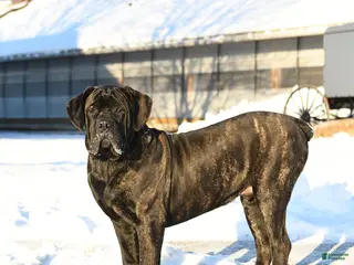 Cane Corso dogs Rockford - Ad 13