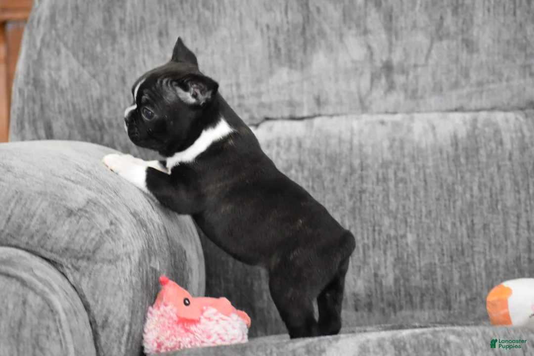 Boston Terrier dogs for sale: Joker - Ad 3